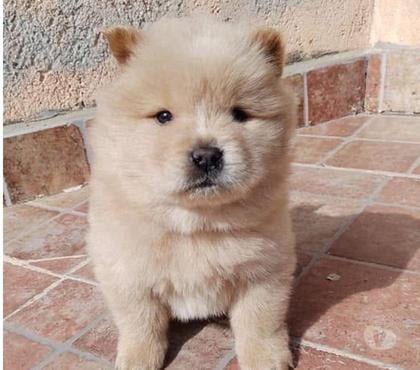 Mascotas en Venta Santiago Santiago - Fotos de Cachorritos Chow Chow
