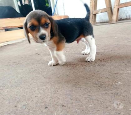 Mascotas en Venta Viña del Mar Valparaíso - Fotos de Cachorritos beagles