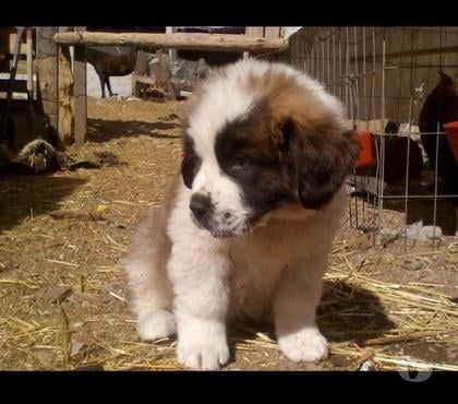 Venta de Mascotas Viña del Mar Valparaíso - Fotos de Cachorritos san Bernardo