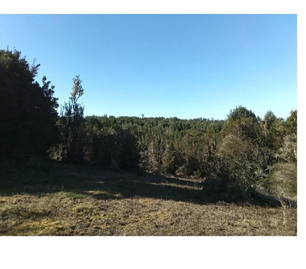 Venta de Haciendas Chiloé Quellón - Fotos de Vende 9,13hcts. vista al mar, bosque, camino semiplano