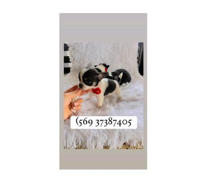 Gatos en Venta La Cisterna Santiago - Fotos de Bellos chihuahuas manzanitas línea mini ♥️