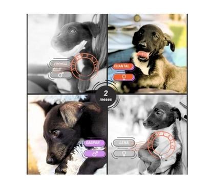 Adopción de Perros Santiago Santiago - Fotos de CACHORROS de 2 meses, mezcla Pointer Inglés