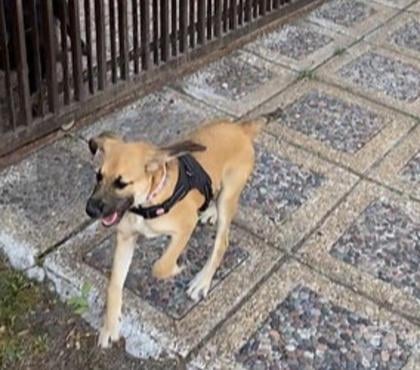 Adopción de Perros Santiago Santiago - Fotos de TONY, mezcla de Pastor de Anatolia