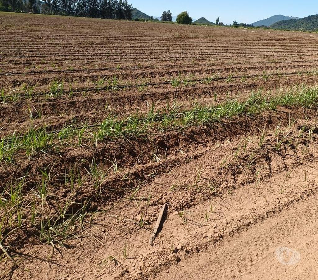 Venta de Haciendas Curicó Teno - Fotos de VENDO 180 HA PLANAS DE RIEGO EXCELENTE SUELO