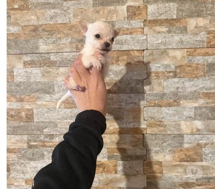 Mascotas en Chile La Cisterna Santiago - Fotos de Chihuahuas miniaturas