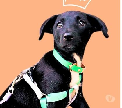 Mascotas Adopción La Reina Santiago - Fotos de Divinos cachorros de 2 meses