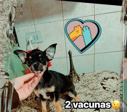Mascotas en Chile El Bosque Santiago - Fotos de Macho chihuahua