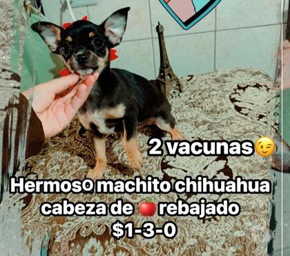 Gatos en Venta El Bosque Santiago - Fotos de Machito chihuahua