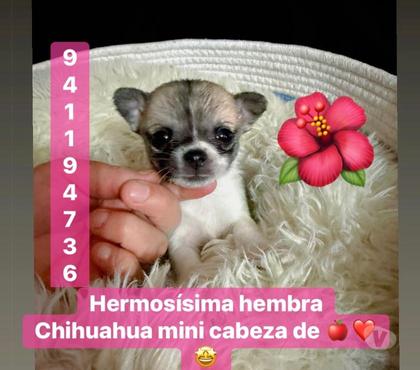Mascotas en Venta El Bosque Santiago - Fotos de Chihuahua hembra y macho mini