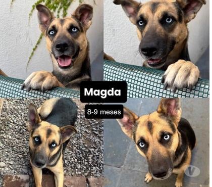 Adopción de Gatos Santiago Santiago - Fotos de Se busca hogar temporal o definitivo