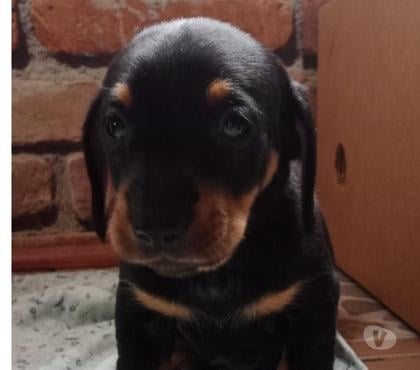 Mascotas en Chile Conquimbo Elqui - Fotos de Dachshund color negro fuego
