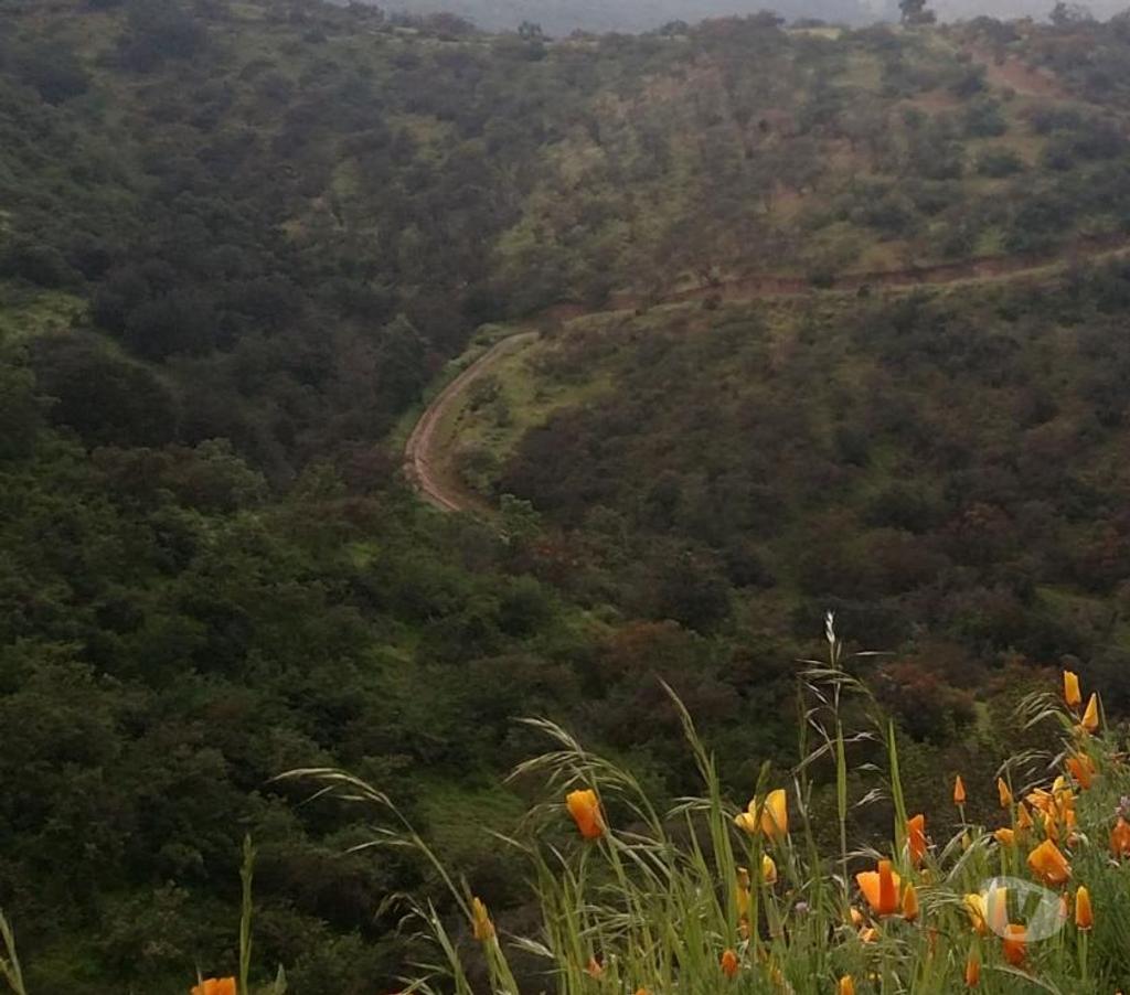 Parcelas en Venta Santiago Santiago - Fotos de Vendo Terreno en Montaña Curacavi