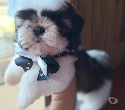 Perros en Venta Viña del Mar Valparaíso - Fotos de Cachorro shihtzu