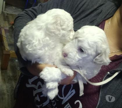 Mascotas en Venta Estación Central Santiago - Fotos de Lindos podle desparasitados