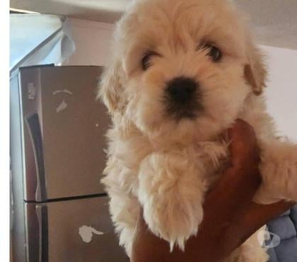 Mascotas en Venta La Florida Santiago - Fotos de Poodle y maltés mini toy $120.000