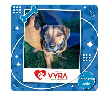 Adopción ed Animales La Reina Santiago - Fotos de Princesa Asia busca una familia