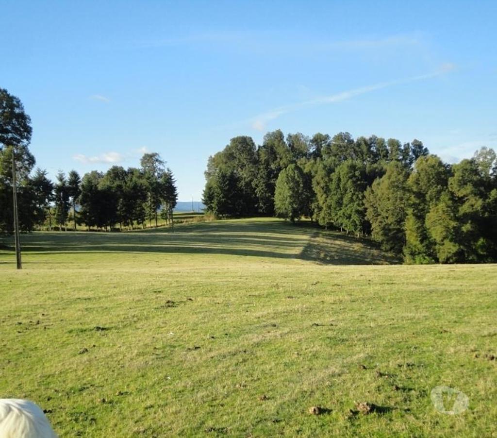 Venta de Haciendas Valdivia Los Lagos - Fotos de Precioso Campo de 54 hás en comuna Los Lagos-Valdivia