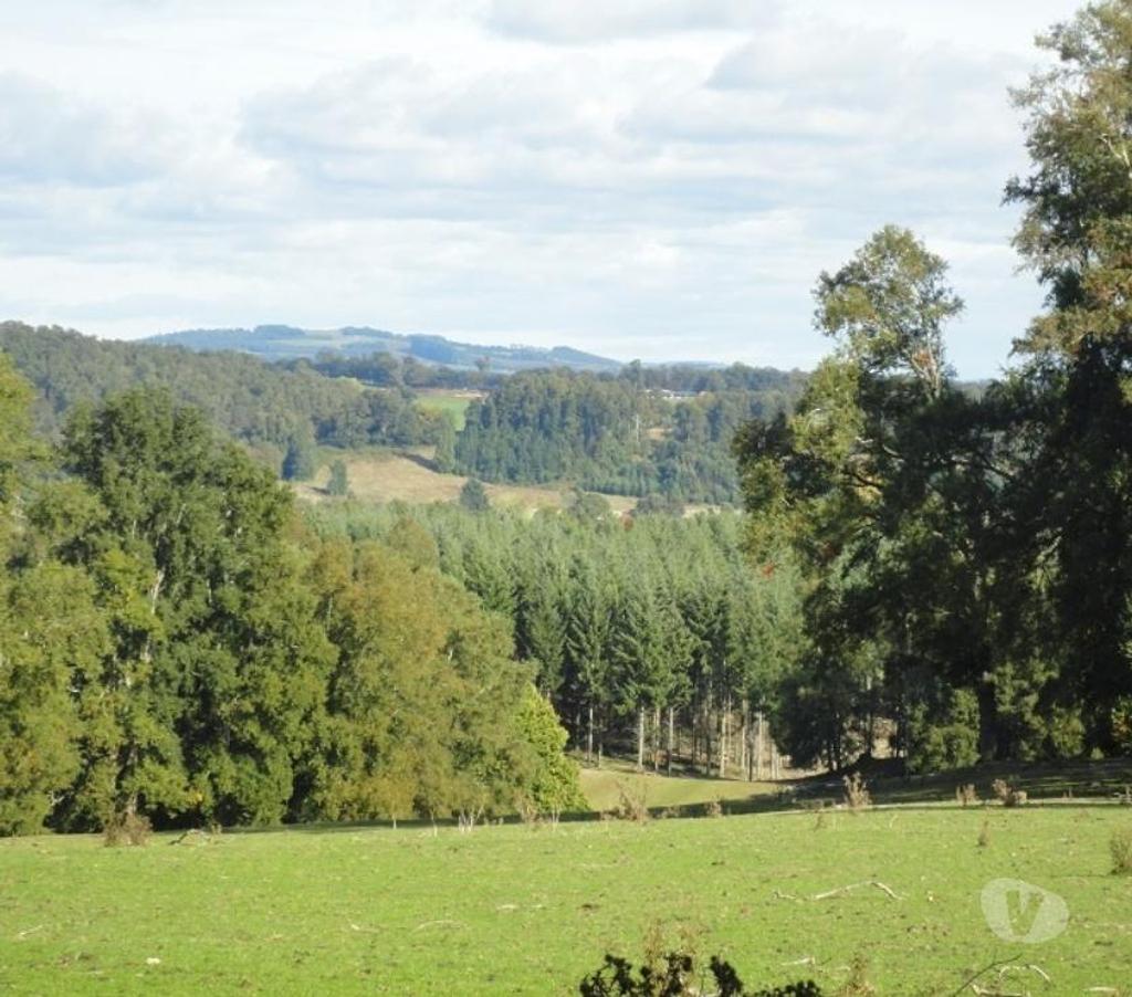 Venta de Haciendas Valdivia Los Lagos - Fotos de Precioso Campo de 54 hás en comuna Los Lagos-Valdivia