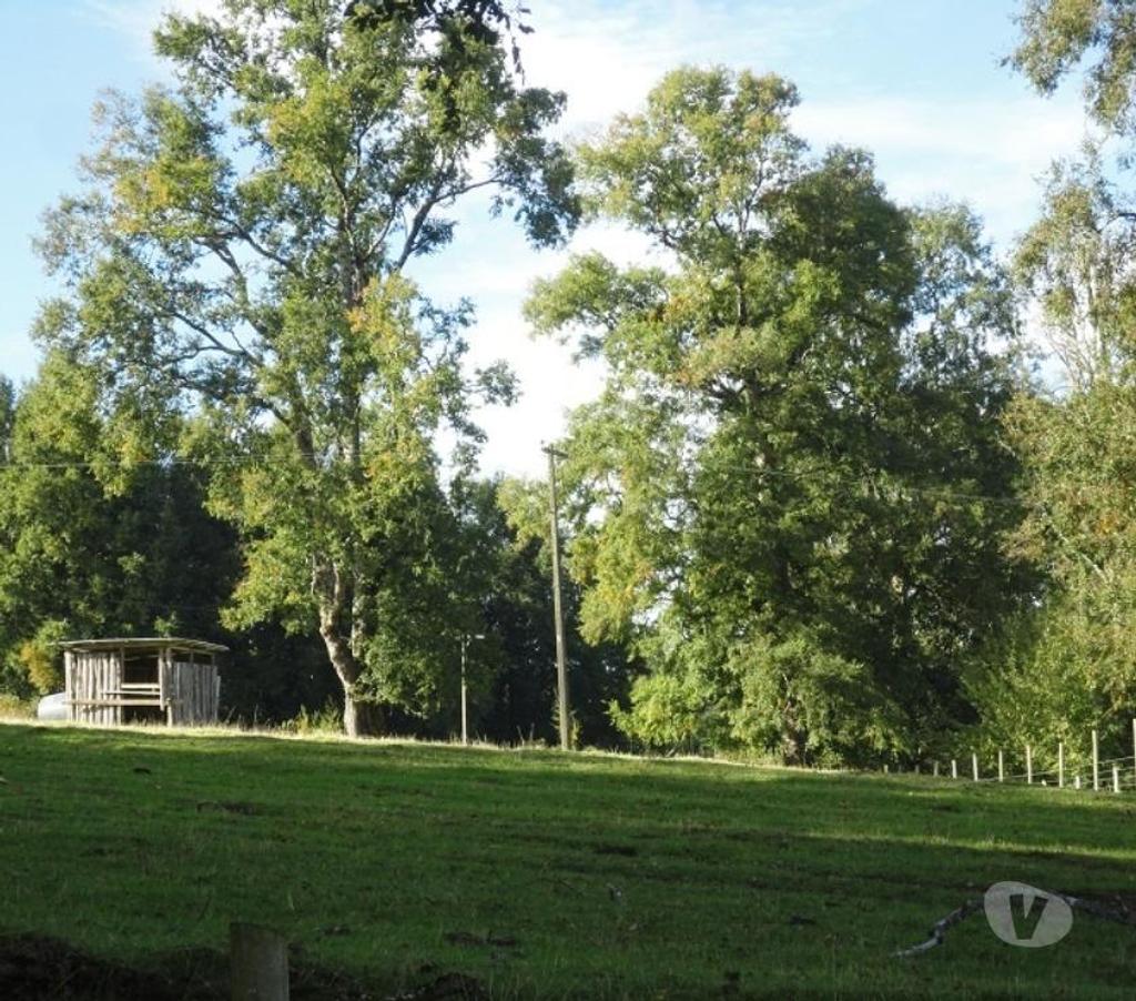 Venta de Haciendas Valdivia Los Lagos - Fotos de Precioso Campo de 54 hás en comuna Los Lagos-Valdivia