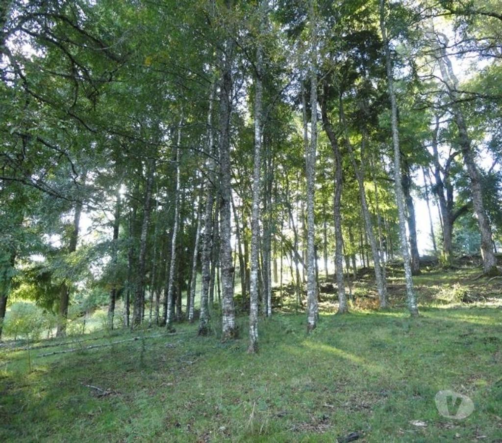 Venta de Haciendas Valdivia Los Lagos - Fotos de Precioso Campo de 54 hás en comuna Los Lagos-Valdivia