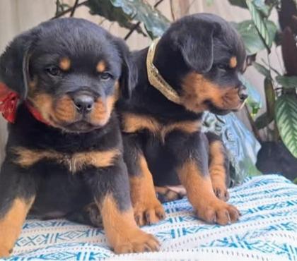 Perros en Venta Santiago Santiago - Fotos de Rottweiler bellos