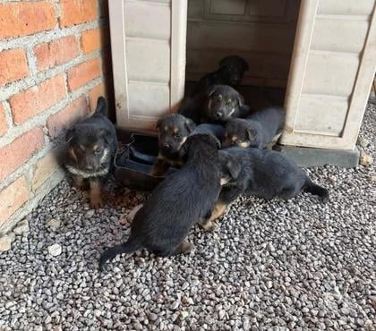 Gatos en Venta Santiago Santiago - Fotos de Pastores alemán