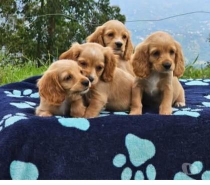 Gatos en Venta Santiago Santiago - Fotos de Cocker bellísimos