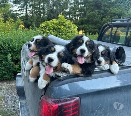 Mascotas en Venta Santiago Santiago - Fotos de Boyero de berna lindos