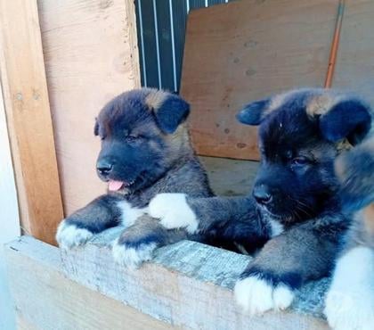 Mascotas en Venta Santiago Santiago - Fotos de Akita americanos