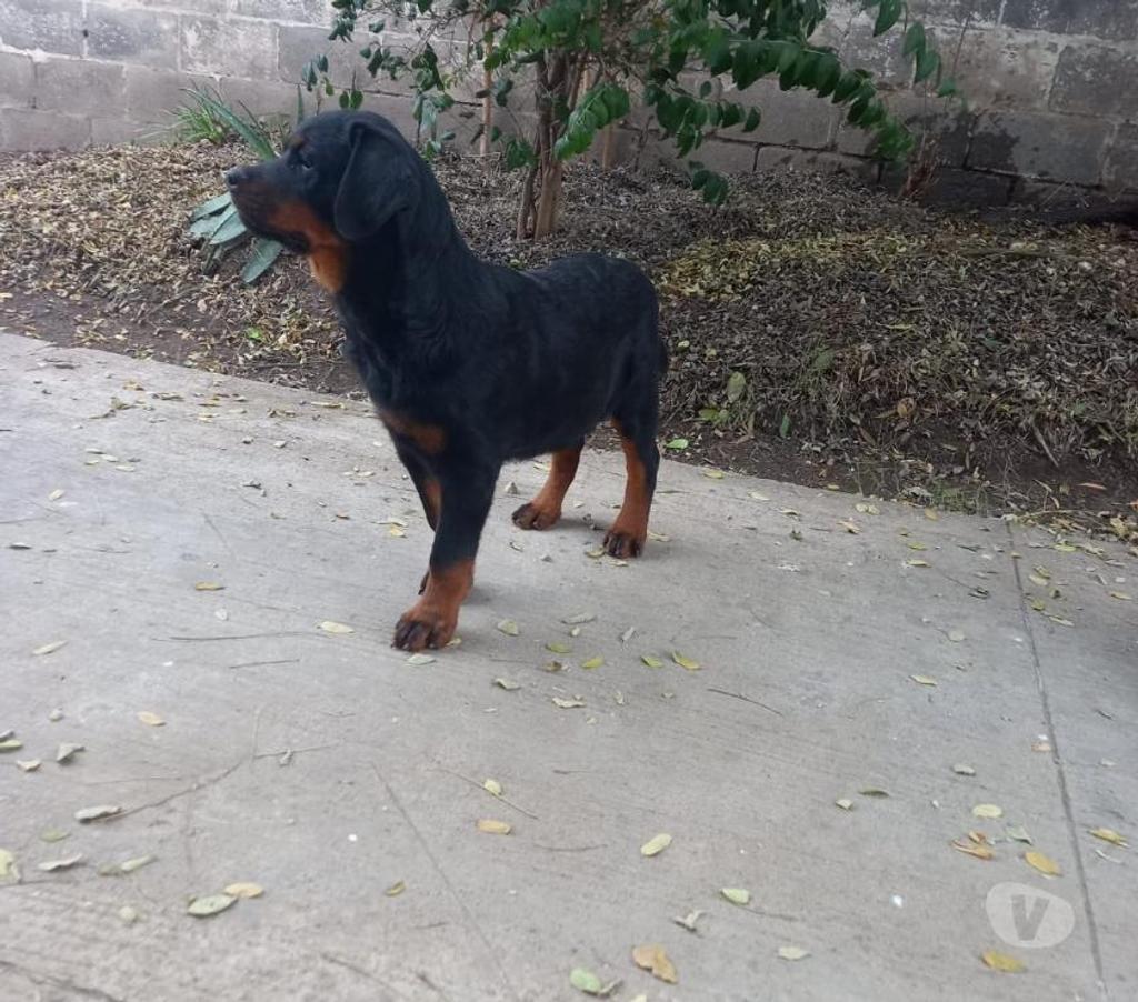 Gatos en Venta Santiago La Cisterna - Fotos de rottweiler macho 5 meses