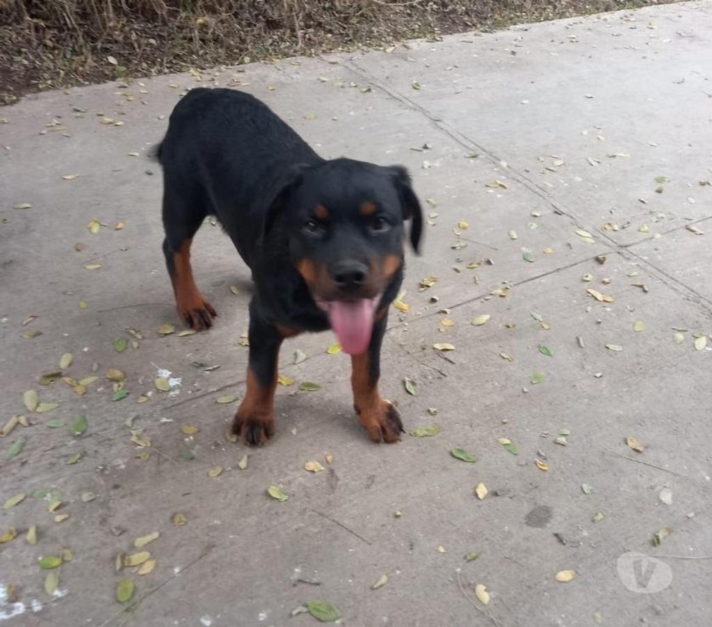 Gatos en Venta Santiago La Cisterna - Fotos de rottweiler macho 5 meses
