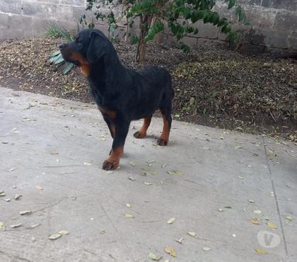 Venta de Mascotas La Cisterna Santiago - Fotos de rottweiler macho 5 meses