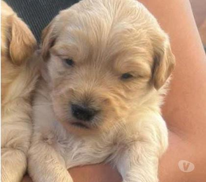 Venta de Mascotas La Cisterna Santiago - Fotos de Bellos cachorros golden retriever