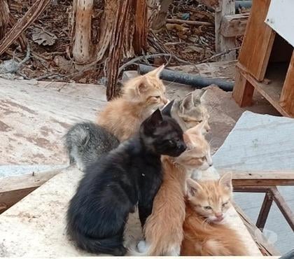 Mascotas Adopción Antofagasta Antofagasta - Fotos de Gatitos para adoptar