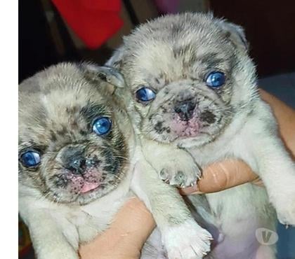 Mascotas en Venta La Florida Santiago - Fotos de Pug exoticos ojos de piscina