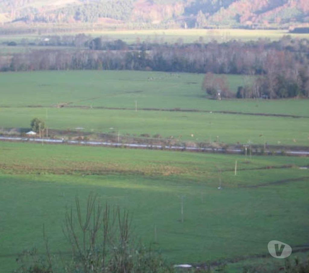 Venta de Haciendas Valdivia Lanco - Fotos de Campo de 592 hás en Lanco-Valdivia Apto