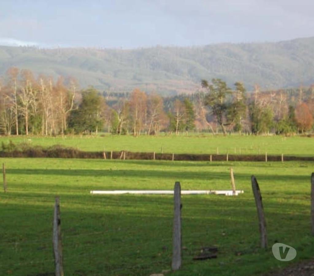 Venta de Haciendas Valdivia Lanco - Fotos de Campo de 592 hás en Lanco-Valdivia Apto