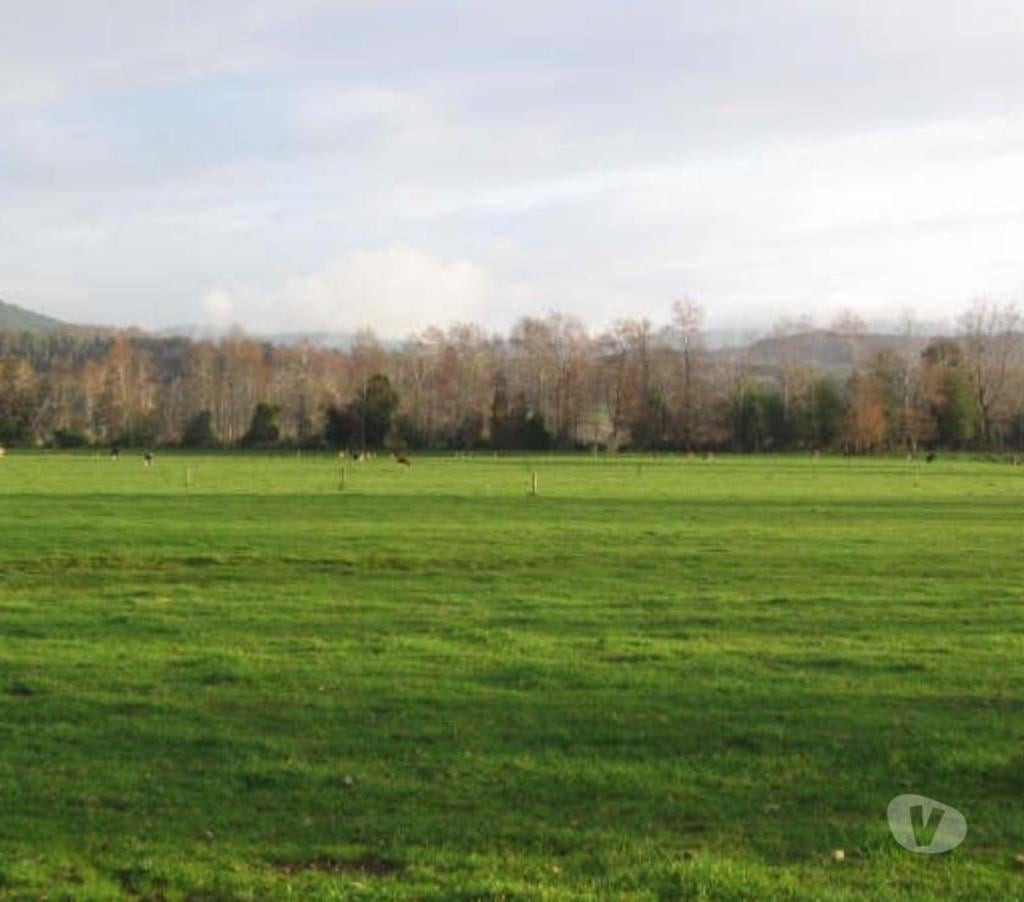 Venta de Haciendas Valdivia Lanco - Fotos de Campo de 592 hás en Lanco-Valdivia Apto