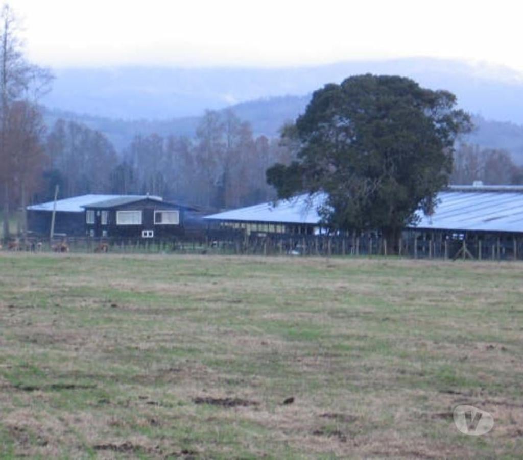 Venta de Haciendas Valdivia Lanco - Fotos de Campo de 592 hás en Lanco-Valdivia Apto
