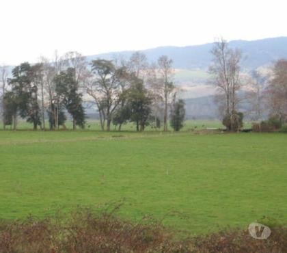 Campos-Fundos-Haciendas Lanco Valdivia - Fotos de Campo de 592 hás en Lanco-Valdivia Apto