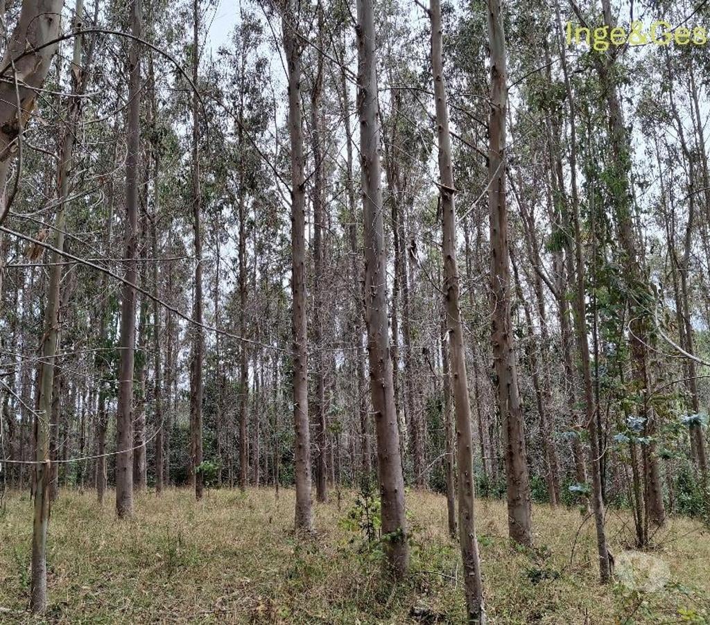 Venta de Haciendas Cautín Carahue - Fotos de GRAN OPORTUNIDAD, PROPIEDAD DE 4,32 HECTÁREAS EN CARAHUE