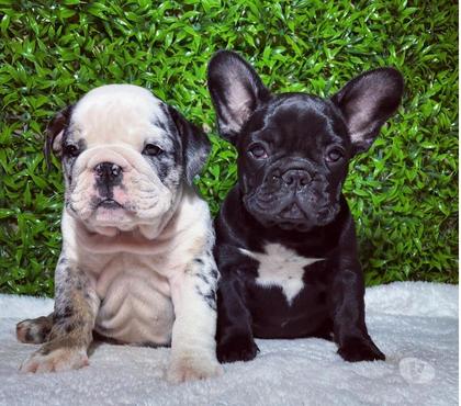 Mascotas en Venta Las Condes Santiago - Fotos de Cachorros bulldog francés e inglés (ENTREGA INMEDIATA💳)