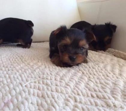 Perros en Venta Macul Santiago - Fotos de Cachorros Yorkshire mini toy.