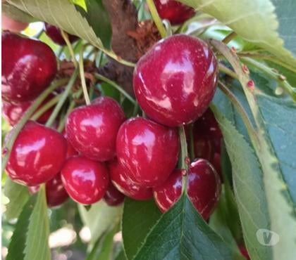 Venta de Campos Teno Curicó - Fotos de VENDO 67 HAS CON CEREZOS PRODUCCIÓN