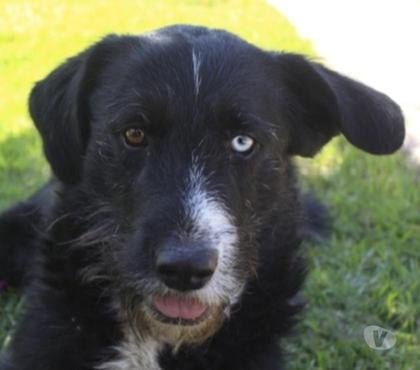 Adopción ed Animales Ñuñoa Santiago - Fotos de Perrito en adopción