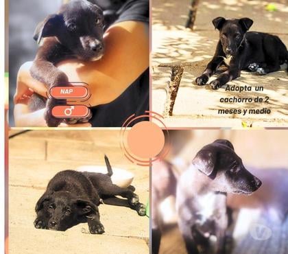Adopción ed Animales La Reina Santiago - Fotos de Hermosos cachorros poco más de 2 meses