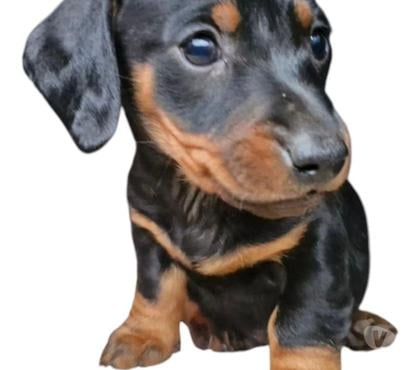 Venta de Mascotas Concepción Concepción - Fotos de Salchicha mini 280
