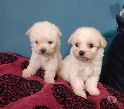 Gatos en Venta La Pintana Santiago - Fotos de Bellos machitos