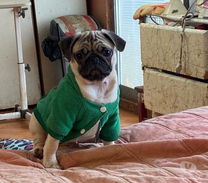 Venta de Mascotas Viña del Mar Valparaíso - Fotos de Cachorros Pug en venta 150000