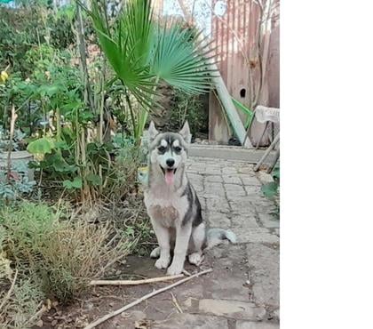 Mascotas en Chile Combarbalá Limarí - Fotos de Husky hembra siberiana 4 meses